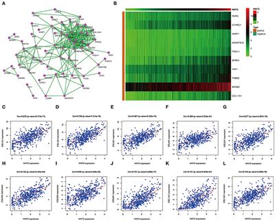 Clinical Correlation of Wnt2 and COL8A1 With Colon Adenocarcinoma Prognosis